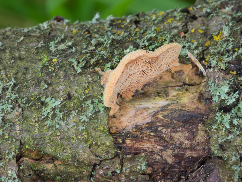 Hapalopilus eupatorii